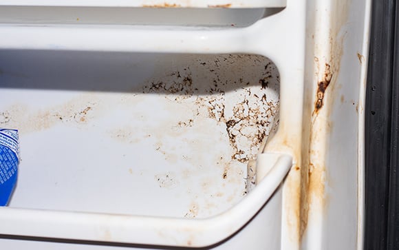 3 truques para evitar que sua geladeira se torne um criadouro de bactérias e fungos