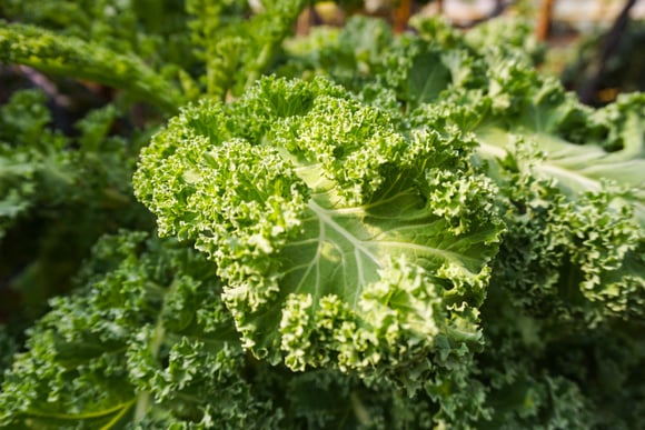 Você come couve com as folhas amareladas? Veja como saber se o vegetal está apodrecido ou não