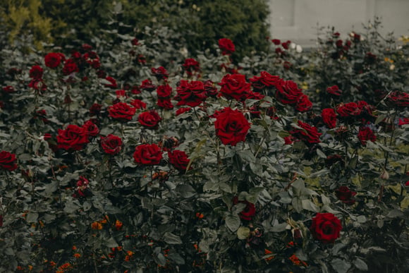 Como podar as rosas após a floração para que elas voltem a florescer de forma exuberante: a regra geral do jardineiro