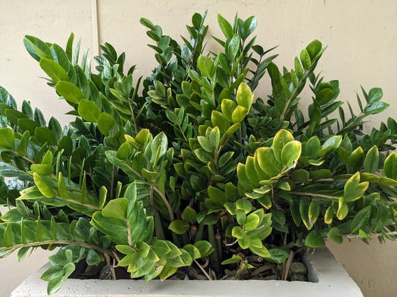 Os melhores lugares da casa para colocar a zamioculca, conhecida como a planta da fortuna!