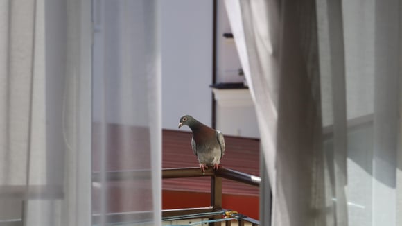 Com pequenos ajustes no dia a dia é possível deixar a varanda menos atrativa para essas aves (Créditos: Shutterstock)