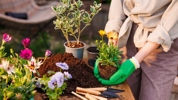 Essas são as 11 plantas que dão flores: nada de esperar até a primavera todos os anos para o jardim ficar colorido por mais tempo