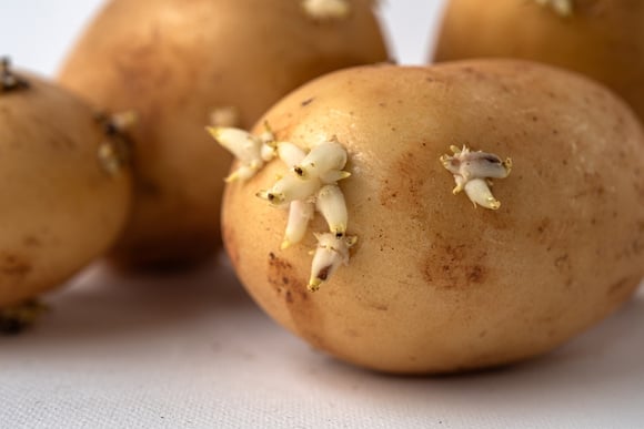 Eu achava que era normal a batata brotar, até descobrir essas dicas da vovó para conservá-la por mais tempo