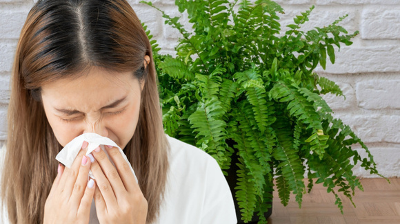 6 plantas que você nunca deve ter em casa se for uma pessoa alérgica