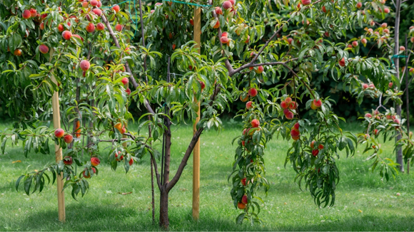 As 4 melhores opções de árvores frutíferas para plantar no jardim ou no quintal de casa com muita facilidade