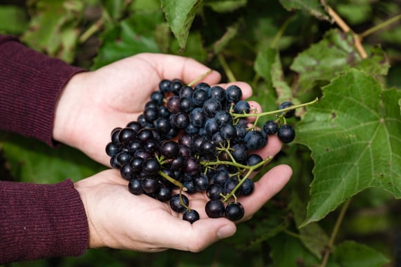 Elas têm muitas sementes e casca mais grossa: conheça as diferenças entre as uvas para vinho e as variedades que encontramos nas feiras