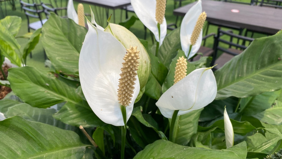 Como cuidar do lírio-da-paz: a planta quase imortal que purifica o ar e floresce o ano todo