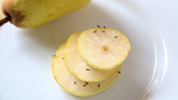 Não acreditei até testar: esse item comum em casa realmente afasta as mosquinhas de fruta