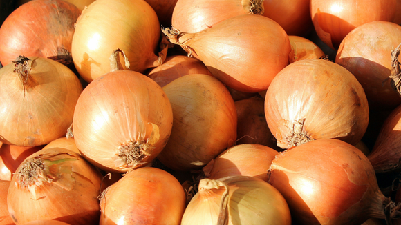 Cebola crioula pode ser plantada em casa no frio. (Foto: Canva)