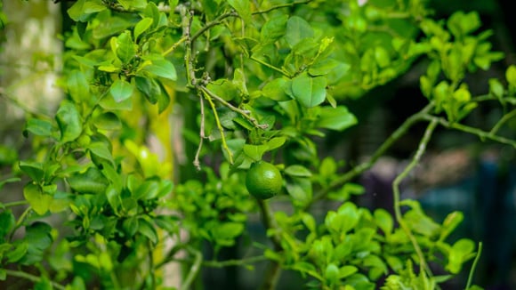 Dicas para o cultivo de limão: seu limoeiro não está dando frutos? Adicione estes 3 itens ao vaso para uma colheita abundante
