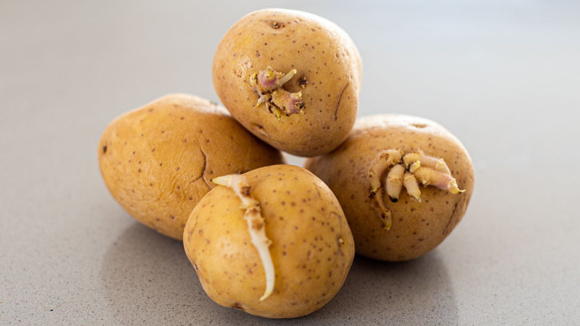 Um especialista encerra o debate: essa é a melhor forma de evitar que as batatas brotem