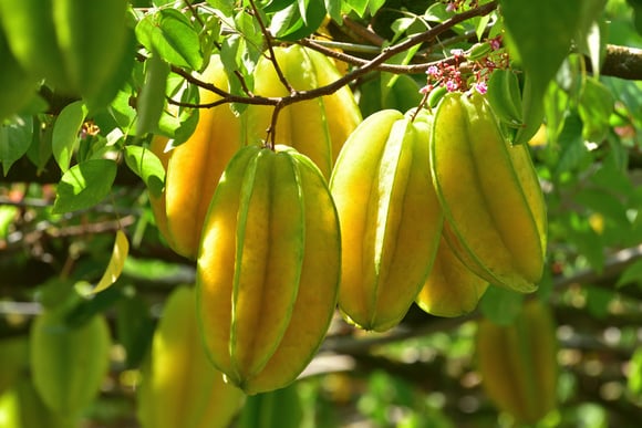 Coma essa fruta e veja o que acontece com o açúcar no seu sangue