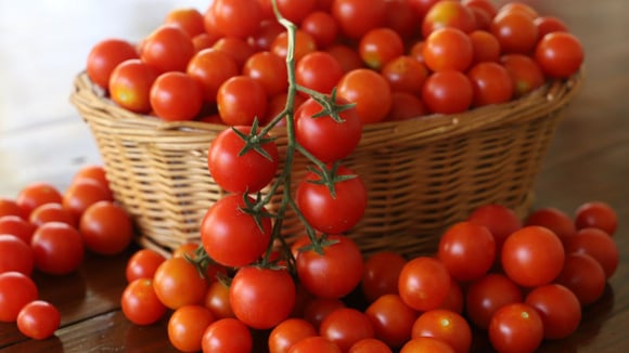Os tomates ficarão doces como açúcar, e a colheita será farta em baldes: o que espalhar debaixo dos arbustos?