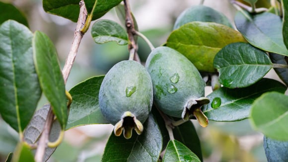 A feijoa é uma fruta tipicamente de regiões de clima frio e altitude elevada (Créditos: Shutterstock)