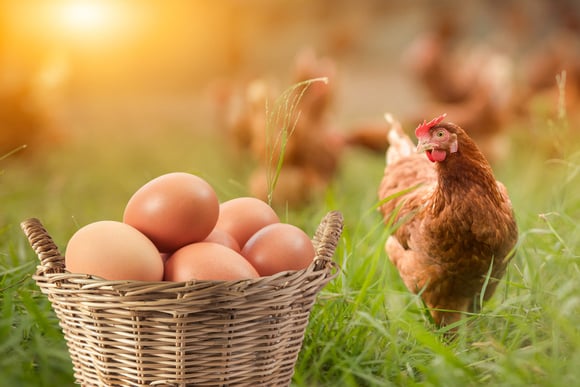 A empresa italiana que está revolucionando a produção de ovos ao devolver as galinhas à floresta