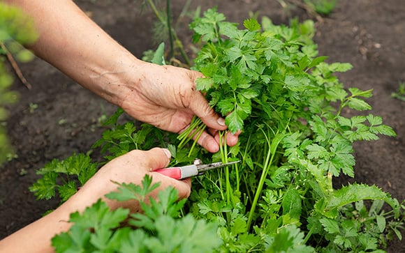 Tem coentro na horta? Esses truques de fazendeiro vão fazer ele crescer forte e aromático