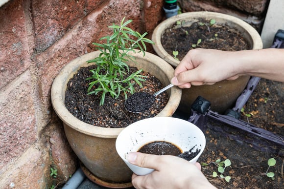 É por isso que você deve começar a espalhar sobras de pó de café no seu jardim imediatamente