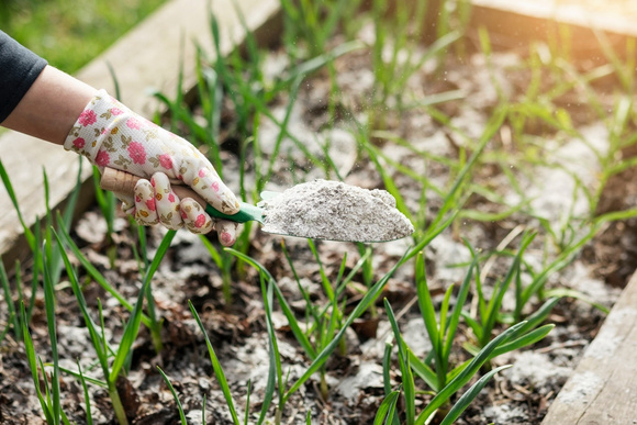 Se você fizer churrasco, não jogue as cinzas fora: elas são um tesouro que deixa as plantas mais saudáveis