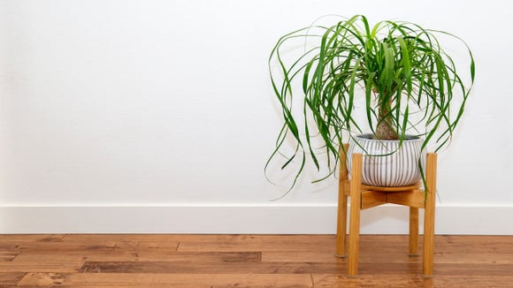 Pouca gente sabe, mas essa planta resistente é vista como símbolo de dinheiro e proteção