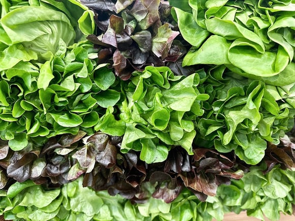 Para nunca mais ter dúvida entre alface americana e roxa: veja no TudoGostoso qual é a mais nutritiva