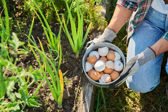 Enterre um ovo na terra e veja o que acontece: este truque simples pode transformar suas plantas