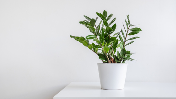 Não bate sol na minha casa, mas isso não me impediu de ter plantas porque essas 10 espécies adoram sombra