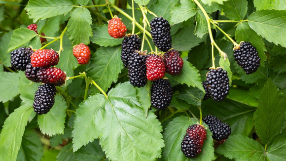 Aposte nas folhas frescas. (Créditos: Shutterstock)