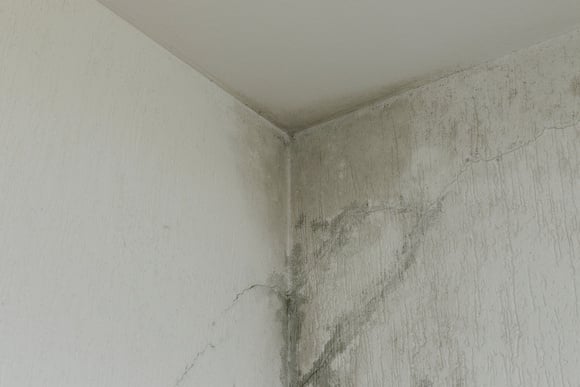 Nem limão, nem bicarbonato de sódio: truque com dois ingredientes é a melhor forma de limpar manchas de umidade na parede