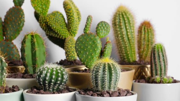 Nem cacto, nem jiboia: essa é a planta que mais traz azar para a sua casa