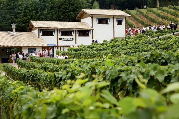 Quinta do Olivardo tem parreiras para a colheita de uvas e jantar com tradição histórica. (Crédito: Acervo/ Quinta do Olivardo)