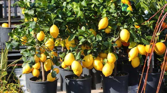 Se você tem um limoeiro em vaso, vamos te ensinar como cuidar dele para que dê frutos e cresça saudável