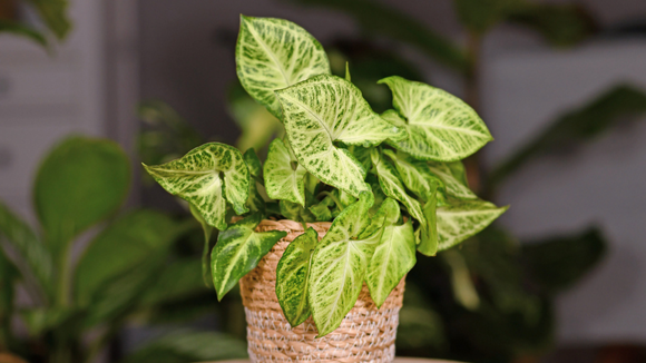 Nem suculentas, nem cactos: a planta fácil de cuidar que transforma a sua casa em um ambiente de personalidade e elegante
