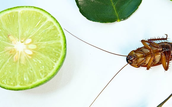 Não jogue restos de limão fora! Eles podem espantar as baratas da sua cozinha, veja como!