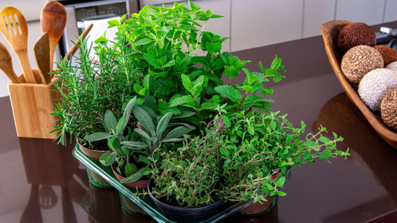 Ervas aromáticas em casa: truque simples ajuda a crescer (Créditos: Shutterstock)