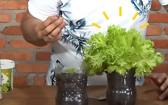 Nem precisa de vaso: aprenda como plantar alface em casa usando uma garrafa PET