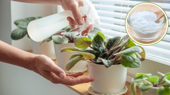 Coloquei bicarbonato nas minhas plantas e agora elas estão lindas como nunca antes visto aqui em casa