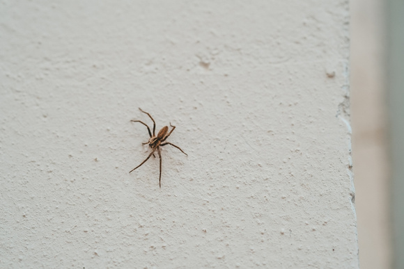 Esse truque simples com apenas dois ingredientes protegerá sua casa das aranhas