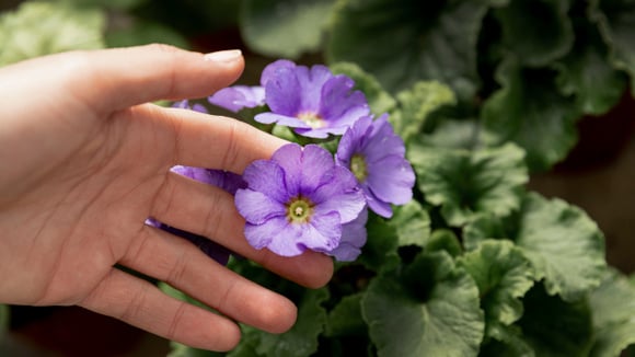 A cor intensa dessa flor vai chamar a atenção de todo mundo (Créditos: Freepik)