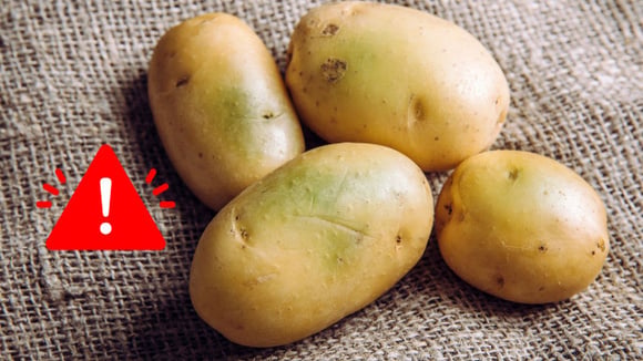 É por isso que você nunca deve comer batatas com brotos ou manchas esverdeadas, veja explicação científica