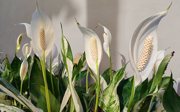 O que fazer quando o lírio-da-paz não floresce: essas são as mudanças no cuidado com a planta que farão as flores aparecerem
