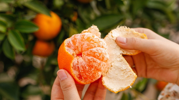 A polpa das frutas cítricas é rica em fibras, vitaminas e antioxidantes. (créditos: Shutterstock)