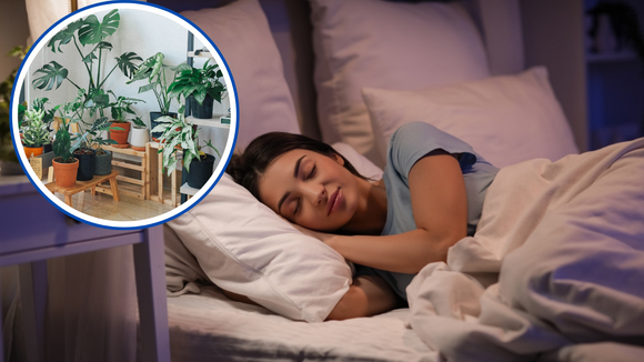 Agora eu durmo como um bebê: passei a cultivar plantas calmantes em casa e minhas noites de sono melhoraram