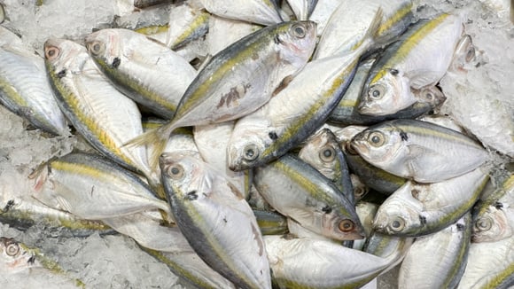 Qual é o melhor dia da semana para comprar peixe? O TudoGostoso explica e dá dicas para acertar na escolha