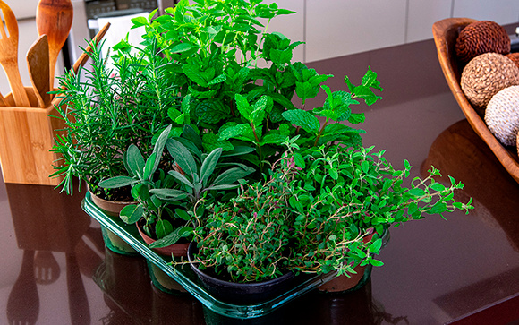 Quem tem varanda precisa conhecer essa erva aromática: ela cresce em vaso e perfuma o ambiente, segundo o TudoGostoso