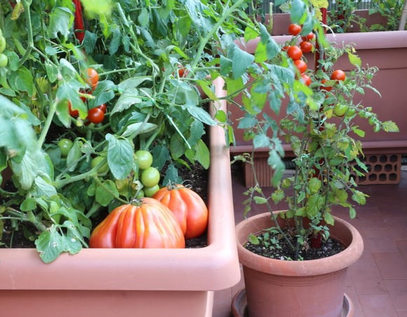 Nem feira, nem hortifruti: a nova tendência é plantar em casa; saiba como cultivar hortas em vasos