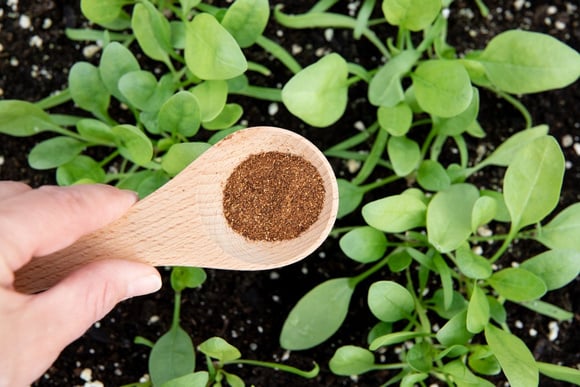 Por que os jardineiros recomendam polvilhar canela na terra das plantas e para que ela serve?