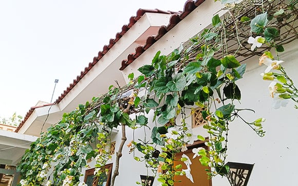 5 trepadeiras que crescem muito rápido e transformam qualquer muro ou jardim