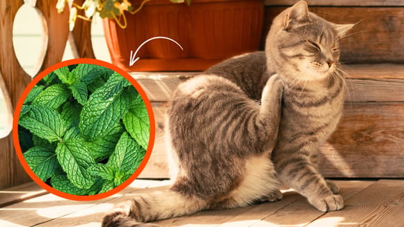 Adeus pulgas e carrapatos: 2 plantas cheirosas e fáceis de cultivar em casa vão manter o seu pet longe desses parasitas