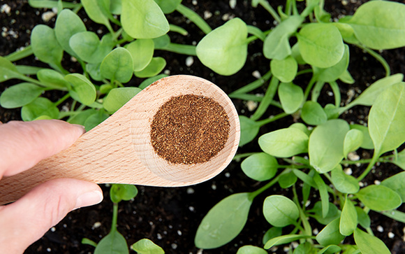 Nem canela, nem borra de café: é isso que você precisa polvilhar ao redor das suas plantas para elas crescerem saudáveis e mais rápido