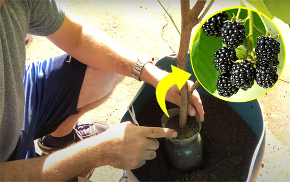 Como plantar amora em vaso: com esse passo a passo de um biólogo ficou fácil